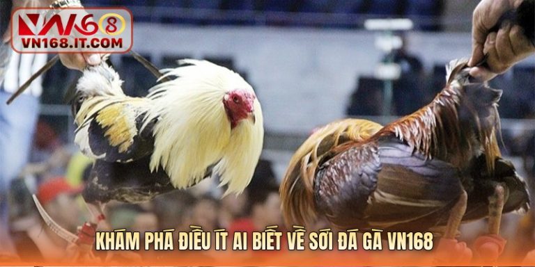 Cockfighting vn168 – Hunting legendary fighting cocks, winning billions