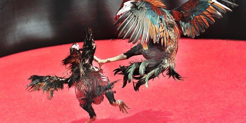 Immerse yourself in the dramatic feeling of cockfighting xoso66