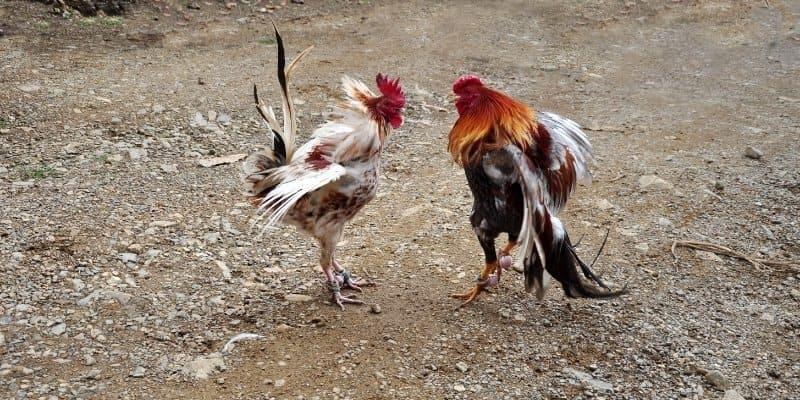 Learn how to read chicken positions accurately to conquer cockfighting xoso66